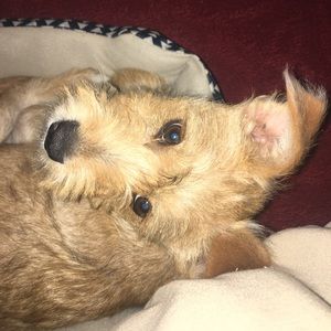 Meet your Posher, Sarabi